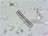 登錄號:A00004607藏品圖，第5張