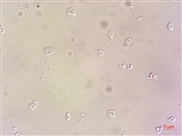 登錄號:A00004609藏品圖，第3張