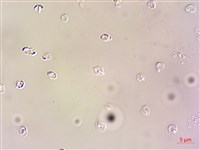 登錄號:A00004609藏品圖，第4張