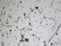 登錄號:A00004612藏品圖，第2張