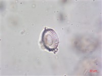 登錄號:A00004612藏品圖，第5張
