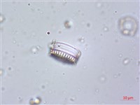 登錄號:A00004613藏品圖，第5張
