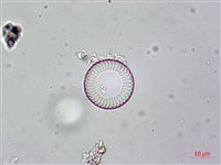 登錄號:A00004613藏品圖，第7張