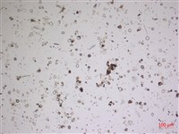 登錄號:A00004615藏品圖，第2張