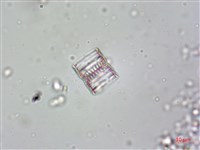 登錄號:A00004615藏品圖，第7張