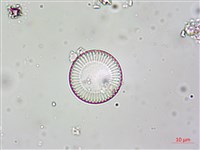 登錄號:A00004615藏品圖，第11張