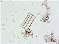 登錄號:A00004616藏品圖，第7張