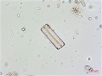 登錄號:A00004617藏品圖，第3張