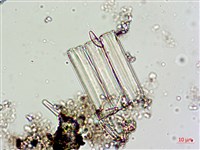 登錄號:A00004617藏品圖，第5張