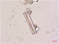 登錄號:A00004619藏品圖，第3張