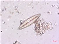 登錄號:A00004619藏品圖，第5張