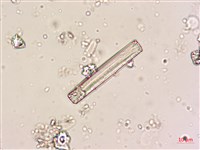 登錄號:A00004620藏品圖，第3張