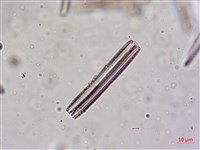 登錄號:A00004623藏品圖，第6張