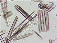 登錄號:A00004625藏品圖，第8張