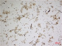 登錄號:A00004627藏品圖，第2張