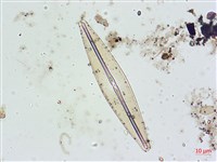 登錄號:A00004627藏品圖，第6張
