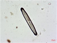 登錄號:A00004629藏品圖，第7張