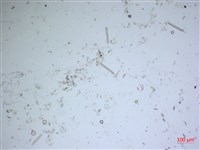 登錄號:A00004630藏品圖，第2張