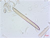 登錄號:A00004630藏品圖，第4張