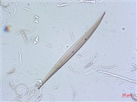 登錄號:A00004630藏品圖，第6張