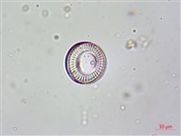 登錄號:A00004631藏品圖，第6張