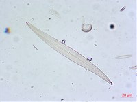 登錄號:A00004631藏品圖，第7張