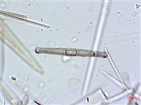 登錄號:A00004633藏品圖，第5張