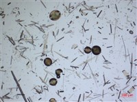 登錄號:A00004634藏品圖，第2張