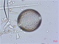 登錄號:A00004634藏品圖，第3張