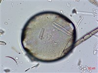 登錄號:A00004634藏品圖，第5張