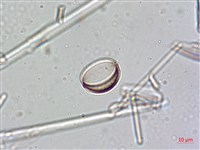 登錄號:A00004636藏品圖，第5張