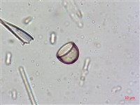 登錄號:A00004636藏品圖，第6張