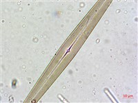 登錄號:A00004636藏品圖，第8張