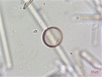 登錄號:A00004637藏品圖，第5張