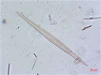 登錄號:A00004637藏品圖，第6張