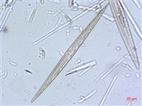 登錄號:A00004637藏品圖，第7張