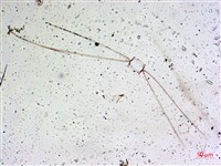 館號:A00004642藏品圖，第44張