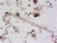 登錄號:A00004643藏品圖，第5張
