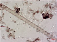登錄號:A00004643藏品圖，第6張
