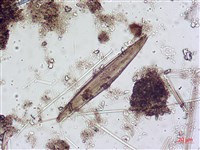登錄號:A00004643藏品圖，第9張