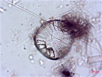 登錄號:A00004644藏品圖，第4張