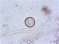登錄號:A00004644藏品圖，第5張