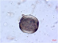 登錄號:A00004644藏品圖，第7張