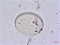 登錄號:A00004645藏品圖，第5張