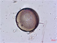 登錄號:A00004645藏品圖，第6張