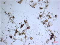 登錄號:A00004646藏品圖，第2張