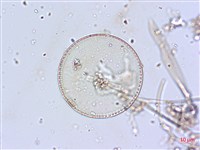 登錄號:A00004646藏品圖，第3張