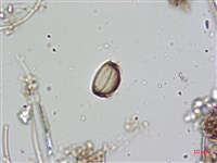登錄號:A00004646藏品圖，第5張