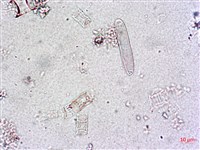 登錄號:A00004649藏品圖，第6張