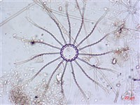 登錄號:A00004650藏品圖，第3張